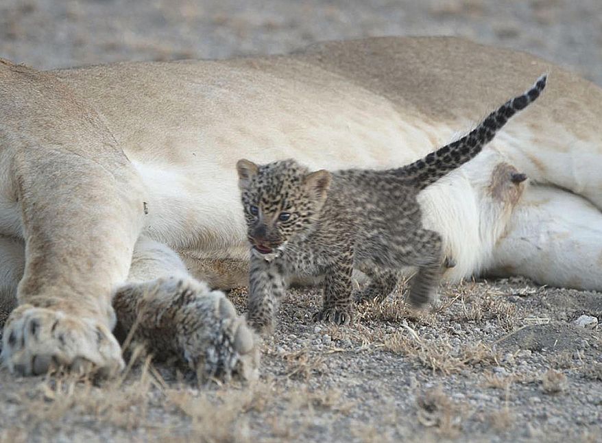In this Tuesday, July 11, 2017 photo supplied by Joop van der Linde, a leopard cub walks away after suckling on a 5-year-old lioness in the Ngorongoro Conservation Area in Tanzania. In the incredibly rare sight, the small leopard, estimated to be a few weeks old, nurses in the photographs taken this week by a guest at a local lodge. (Joop van der Linde/Ndutu Safari Lodge via AP)