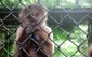 puerto_rico_zoo_in_crisis_14499.jpg