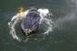 california_tangled_whale_81211.jpg
