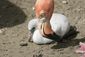 precocious_flamingo_chick_06804.jpg