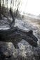 italy_wildfires_46629.jpg