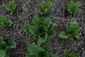 mexico_floating_farm_to_table_11333.jpg