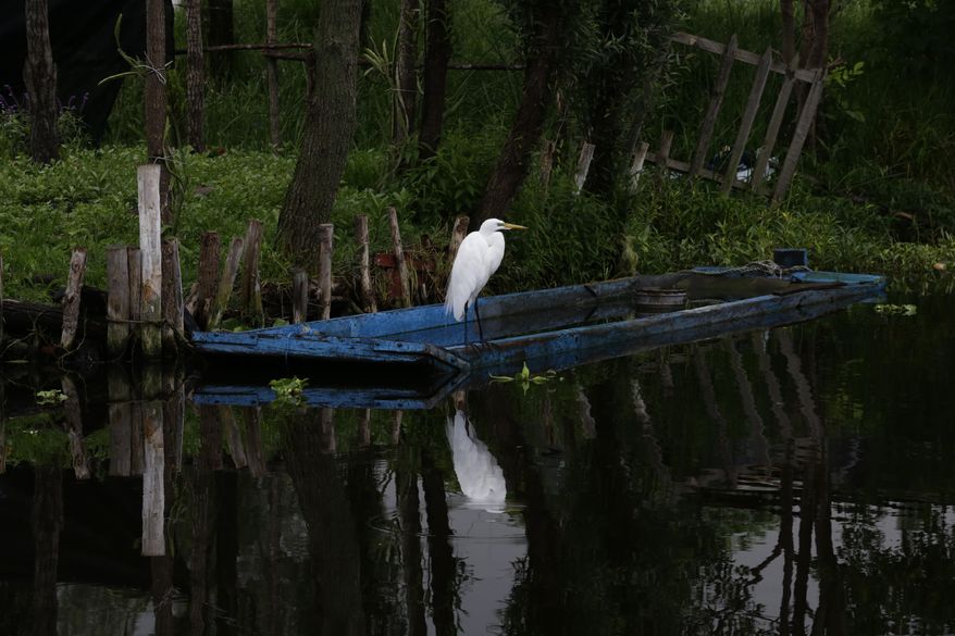 In this July 13, 2017 photo, a heron perches on a boat tied to a floating farm known as a "chinampa" in Xochimilco, Mexico City. Xochimilco, on the far southern edge of Mexico City, is best-known as the “Mexican Venice” for its canals and brightly colored boats where locals and tourists can while away a weekend day listening to mariachi music and sipping cold beers. (AP Photo / Marco Ugarte)