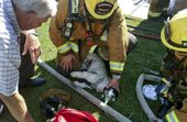 dog_resuscitated_85687.jpg