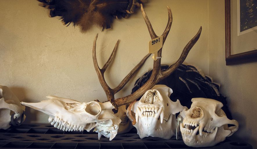 In this July 11, 2017 photo, animal skulls, each with a hunter's tag, have been prepared for "European mounts," a taxidermy method of mounting a trophy which displays just the prepared skull of the animal at Ken Hansen's workshop near Lyle, Wash. (Mark B. Gibson/The Dalles Chronicle via AP)