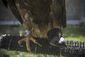 eagle_survival_story_37284.jpg