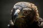 eagle_survival_story_51637.jpg