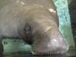 snooty_death_55126.jpg