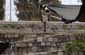 israel_palestinians_64675.jpg