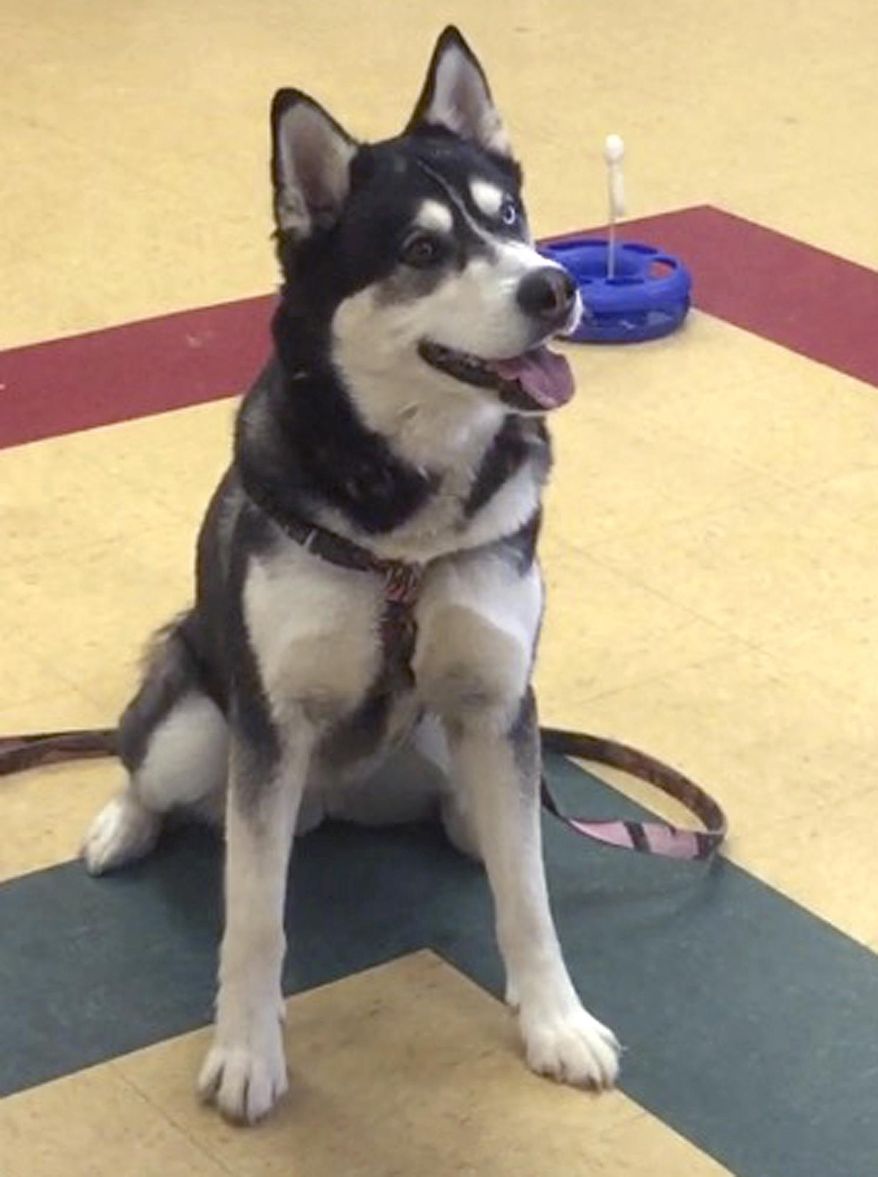 FILE - In this March 30, 2017, file photo provided by the Waterville Humane Society shows an Alaskan husky named Dakota in Waterville, Maine. Republican Gov. Paul LePage's pardon made a celebrity out of the Alaskan husky named Dakota that was ordered to be put down after attacking two dogs, killing one. The hearing is set for Monday, July 24. (Karen Vance/Waterville Humane Society via AP, File)