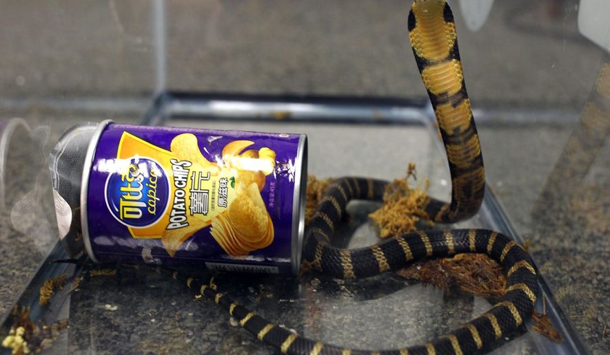 This undated photo provided by U.S. Fish and Wildlife shows a king cobra hidden in a potato chip can that was found in the mail in Los Angeles. Prosecutors say Customs and Border Protection officers found three live king cobra snakes while inspecting a package that was mailed from Hong Kong in March, 2017. Rodrigo Franco was charged Tuesday, July 25, 2017, with illegally importing merchandise. (U.S. Fish and Wildlife via AP)