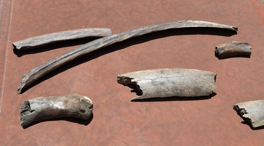 This Tuesday, July 25, 2017 photo shows Steve Dodge's discovered bones and ivory in Summit Township, Mich. Experts from the University of Michigan and Michigan State University have confirmed the bones and ivory are from either a mastodon or a mammoth. (J. Scott Park/Jackson Citizen Patriot via AP)