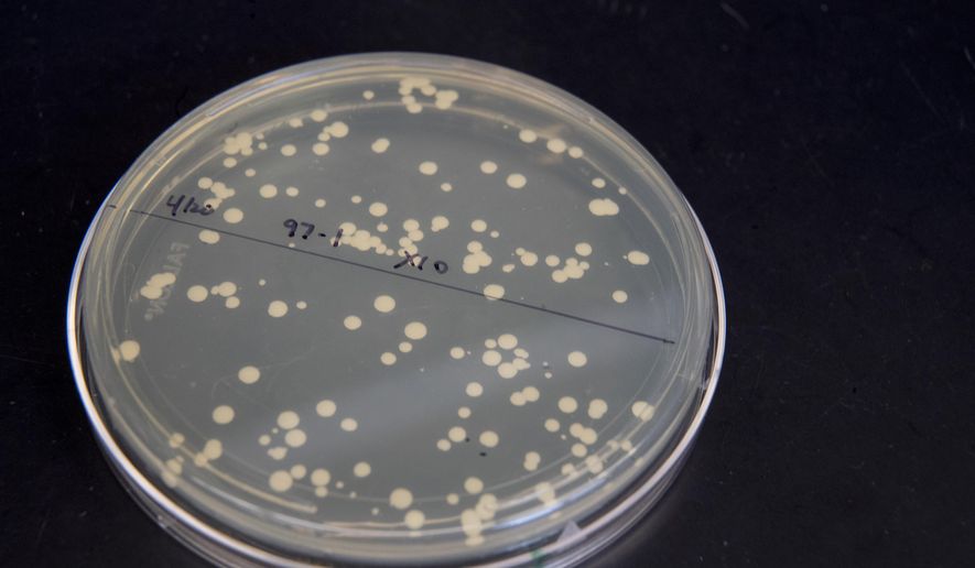 This Tuesday, April 25, 2017, photo shows a a petri dish containing live yeast cultures at a New York University labe at the Alexandria Center for Life Sciences in New York, where researchers are attempting to create completely man-made, custom-built DNA. The work may reveal basic, hidden rules that govern the structure and functioning of genomes. But it also opens the door to life with new and useful characteristics. (AP Photo/Mary Altaffer) ** FILE **