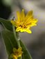 correction_sierra_mountain_meadow_36004.jpg