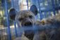 turkey_syria_zoo_photo_gallery_13027.jpg