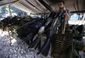 colombia_disarmament_74896.jpg