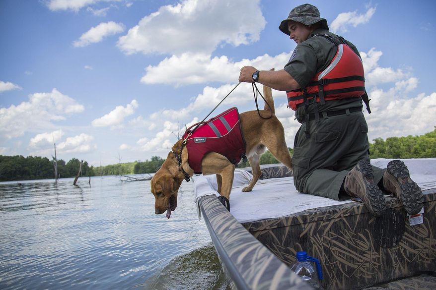 In a June 21, 2017 photo, Jason LaGore guides his 2-year-old labrador retriever, Sarge, to search for human remains during a training session at Caesar Creek State Park in Waynesville, Ohio. During these training sessions, the dog is rewarded with a toy for successfully finding the remains which LaGore planted in the lake. LaGore's dogs and training methods have proven to be a useful tool in the search for drowning victims throughout the state. (Adam Cairns/The Columbus Dispatch via AP)