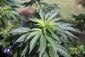 hawaii_medical_marijuana_41936.jpg