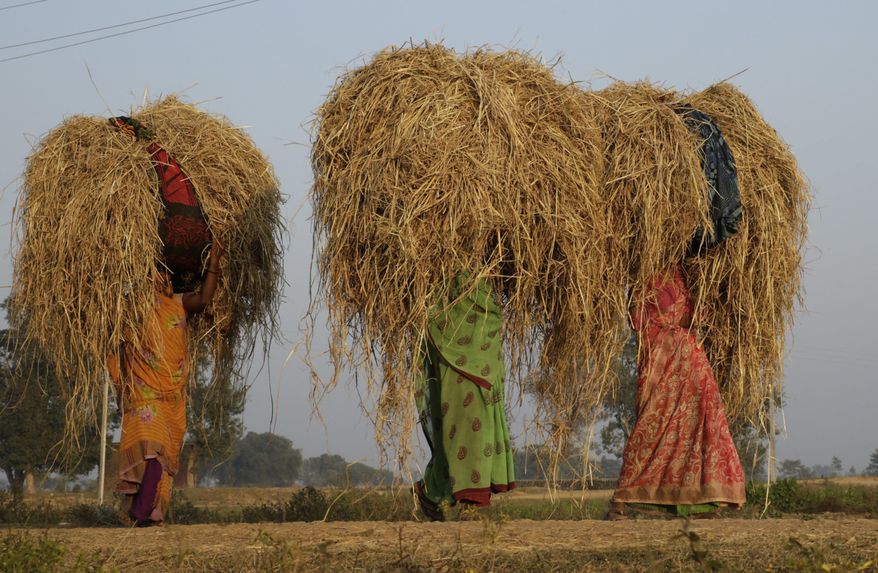 FILE- In this Dec. 11, 2016 file photo, Indian farmer women walk carrying straw on their heads at Basi village on the outskirts of Allahabad, India. Researchers report a link between crop-damaging temperatures and suicide rates in India, where more than 130,000 farmers end their lives every year. (AP Photo/Rajesh Kumar Singh, File)
