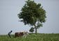 india_farmer_suicides_57656.jpg