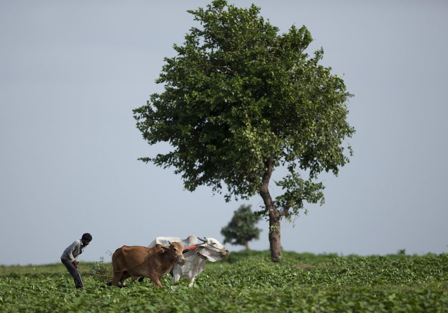FILE- In this July 22, 2017 file photo, an Indian farmer uses a pair of bulls to plough a vegetable field on the outskirts of Hyderabad, India. Researchers report a link between crop-damaging temperatures and suicide rates in India, where more than 130,000 farmers end their lives every year. (AP Photo/Mahesh Kumar A, file)