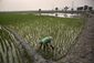 india_farmer_suicides_61689.jpg