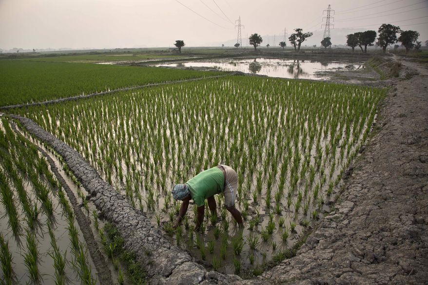 FILE- In this Feb. 1, 2017 file photo, an Indian farmer works in his paddy field in Roja Mayong village, east of Gauhati, India. Researchers report a link between crop-damaging temperatures and suicide rates in India, where more than 130,000 farmers end their lives every year. (AP Photo/Anupam Nath, File)