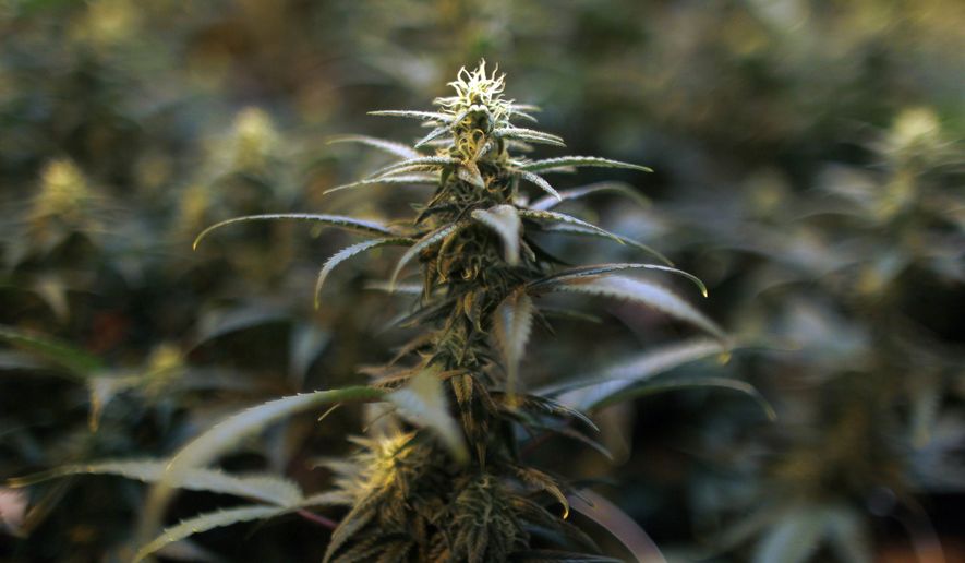 In this July 24, 2017 photo, Marijuana plants bloom at a laboratory in Natural Ventures in Caguas, Puerto Rico. Investors in Puerto Rico have spent more than $3 million to obtain licenses issued by the islands health department to cultivate, manufacture and sell medical marijuana. (AP Photo/Ricardo Arduengo)