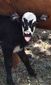 odd_calf_gene_simmons_55894.jpg