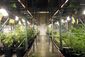puerto_rico_medical_marijuana_13432.jpg