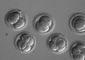 genetic_frontiers_repairing_embryos_61569.jpg