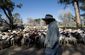 goats_invasive_weeds_36679.jpg