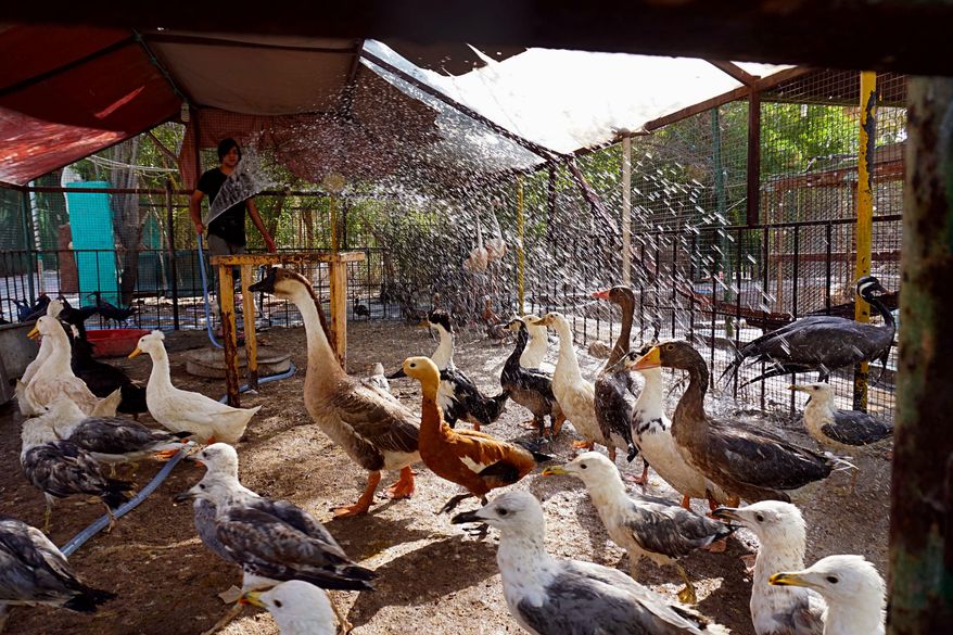 In this photo taken on Sunday, July 30, 2017, birds get a water spray shower to beat the heat in a private Zoo in Basra, 340 miles (550 kilometers) southeast of Baghdad, Iraq. Iraq&#39;s weather service warned Thursday that temperatures will increase next week in most parts of the country, with the highs expected to reach 51 degrees Celsius, or about 124 degrees Fahrenheit, adding to the daily woes of Iraqi citizens already facing a deteriorated security situation and lack of public services. (AP Photo/Nabil al-Jurani)