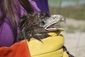 eagle_rescued_03768.jpg