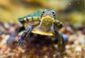 exchange-turtle_haven_03451.jpg