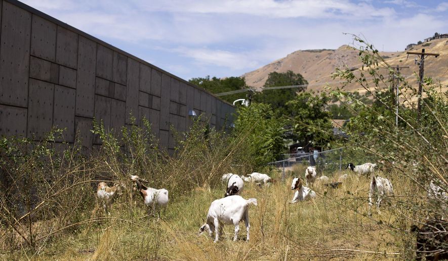 In this Friday, July 28, 2017 photo, goats eat overgrowth of cheat grass and shrubbery on hillside at Washington Elementary School in Salt Lake City. The herd of goats, from 4 Leaf Ranch in Kamas, is providing governmental entities as an alternative to mowing and herbicides to get rid of grass on steep hillsides. (Laura Seitz/The Deseret News via AP)