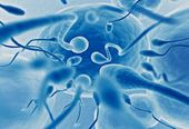 dt_141002_sperm_800x600.jpg