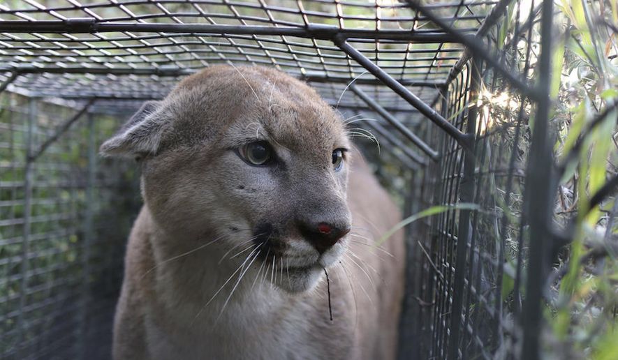 In this April 4, 2017, photo released by the National Park Service shows P-55, a young male Mountain lion that roams the western end of the Santa Monica Mountains in Calif. He was caught and outfitted with a GPS tracking device in April 2017, a few days before P-56 in the same spot. DNA analysis is underway, but they are suspected of being siblings. Biologists documented a rare case of P-55, a cougar from a mountain range hemmed in by metropolitan Los Angeles sprawl, that successfully crossing heavily traveled U.S. 101 and taking up residence in another range, the National Park Service said Monday, Aug. 7, 2017. It's only the fourth documented successful crossing of the 101 by a Santa Monica Mountains lion in 15 years of study. (National Park Service via AP)