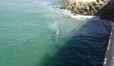 In this Monday, Aug. 7, 2017 photo, a juvenile California gray whale swims near Tamarack Beach and the Agua Hedionda lagoon entrance in Carlsbad, Calif. The San Diego Union-Tribune says SeaWorld researchers estimated the whale to be about 15 feet long and 2,000 pounds and said it was likely resting amid its annual journey back north from Baja California. (Phil Diehl/The San Diego Union-Tribune via AP)