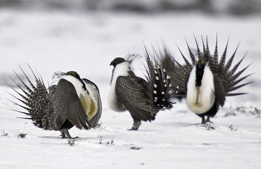 FILE - In this April 20, 2013 file photo, male greater sage grouse perform mating rituals for a female grouse, not pictured, on a lake outside Walden, Colo. President Donald Trump’s administration has opened the door to industry-friendly changes to a sweeping plan imposed by his predecessor to protect a ground-dwelling bird across vast areas of the West. Wildlife advocates warn that the proposed changes would undercut a hard-won struggle to protect the greater sage grouse. (AP Photo/David Zalubowski, File)