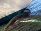 cruise_ship_dead_whale_40015.jpg