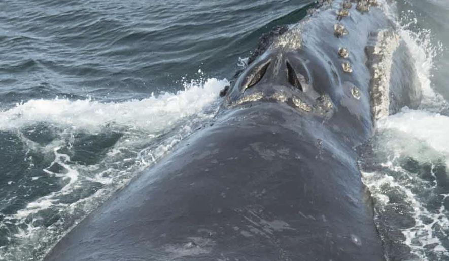 In this Aug. 6, 2017, photo provided by NOAA Fisheries, a North Pacific right whale swims in the Bering Sea west of Bristol Bay. Jessica Crance, a research biologist with the National Oceanic and Atmospheric Administration, was able to use acoustic equipment to find and photograph two of the extremely endangered whales and obtain a biopsy sample from one. NOAA estimates only 30 to 50 eastern stock North Pacific right whales still remain. (NOAA Fisheries via AP)