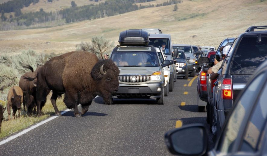 FILE - In this Aug. 3, 2016, file photo, a large bison blocks traffic as tourists take photos of the animals in the Lamar Valley of Yellowstone National Park in Wyoming. Sometime within the next four to six years, Yellowstone is expected to reach its capacity for being able to handle all the vehicles that tourists drive through the park every year to see its sights. The National Park Service says potential solutions that will be discussed include instituting a reservation system or passenger shuttles to control the number of visitors during peak times for the busiest attractions in the park. (AP Photo/Matthew Brown, File)