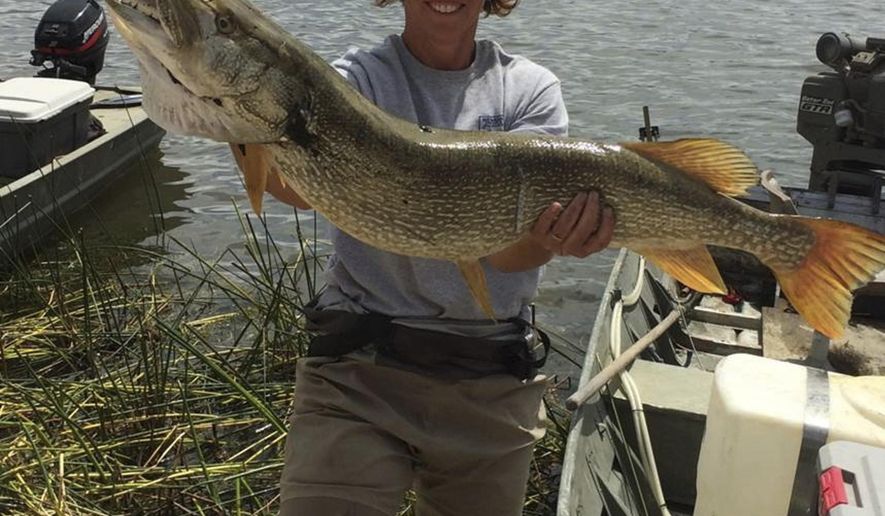 This Aug. 2015 photo provided by the Nevada Department of Wildlife shows state fisheries biologist Kim Tisdale holding one of the Northern pike removed from Comins Lake in eastern Nevada during an effort to eradicate the invasive predators. The agency is offering a $10,000 reward to help nab the suspect who apparently introduced the species into the lake again in recent months. (Courtesy of the Nevada Department of Wildlife via AP)
