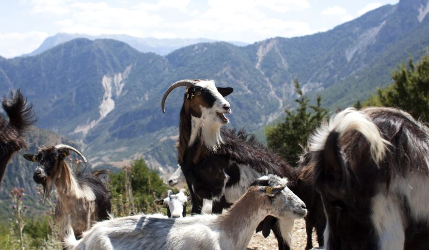 In this Tuesday, July 18, 2017, goats are seen in the village of Nivica, southern Albania. An ambitious project is aiming to open up remote villages in the highlands of southern Albania to the outside world and to tourists wanting to discover the spectacular natural beauty and rural way of life of the more isolated parts of the Balkan country. (AP Photo/Geo Delveroudis)