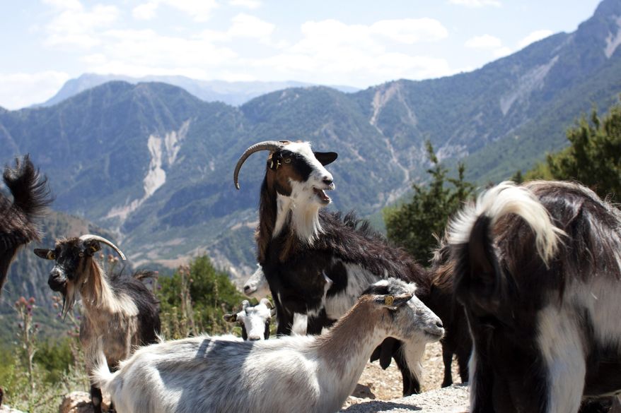 In this Tuesday, July 18, 2017, goats are seen in the village of Nivica, southern Albania. An ambitious project is aiming to open up remote villages in the highlands of southern Albania to the outside world and to tourists wanting to discover the spectacular natural beauty and rural way of life of the more isolated parts of the Balkan country. (AP Photo/Geo Delveroudis)