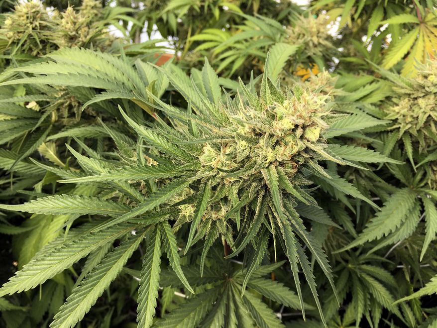 In this Sept. 30, 2016, file photo, a marijuana bud is seen before harvesting at a rural area near Corvallis, Ore. (AP Photo/Andrew Selsky, File)