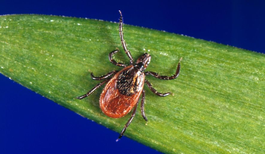 This undated photo provided by the U.S. Centers for Disease Control and Prevention (CDC) shows a blacklegged tick — also known as a deer tick. Diagnosing if a tick bite caused Lyme or something else can be difficult but scientists are developing a new way to catch the disease early, using a &amp;quot;signature&amp;quot; of molecules in patients&#39; blood. (CDC via AP) ** FILE **