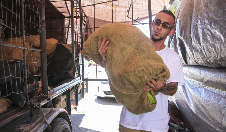 In this Aug. 9, 2017, photo, Matt Flores helps out the family business, Los Chile Bros outside Big Lots in Santa Fe, N.M. For the Duran family of Taos, the beginning of the chile-roasting season in Santa Fe is a time to renew ties with longtime customers and familial legacies that span generations. (Gabriela Campos/Santa Fe New Mexican via AP)