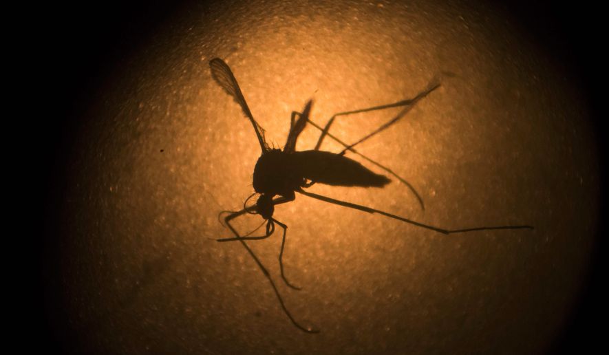 While the U.S. government spent liberally to combat the Zika epidemic, public health officials warn pockets of the once-fearsome disease might still pop up in the country, requiring medical officials to remain vigilant. (Associated Press)